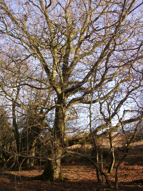 Winter oak at Ocknell Arch, New Forest