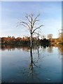 SK6375 : Clumber Lake, North West End by Mick Garratt