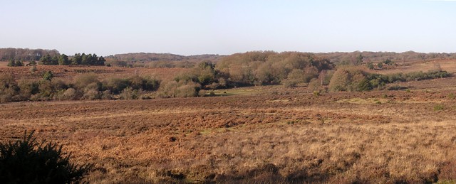 Withybed Bottom panorama, New Forest