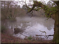 Mill Pond on Fleet Water, New Forest