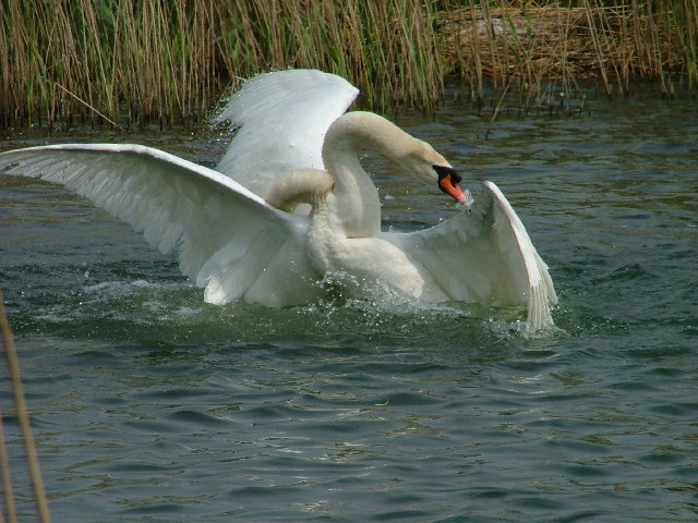 Swan fight on Bedfont Lakes Country Park