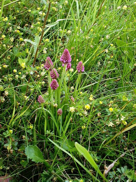 Pyramid orchids on Peartree Green