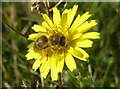 Honey bee on bristly ox tongue at Minet Country Park