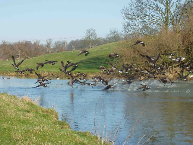 Geese flying off the river Nene.