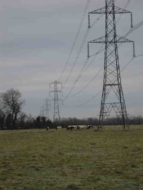 Pylons and Cows