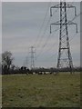 Pylons and Cows