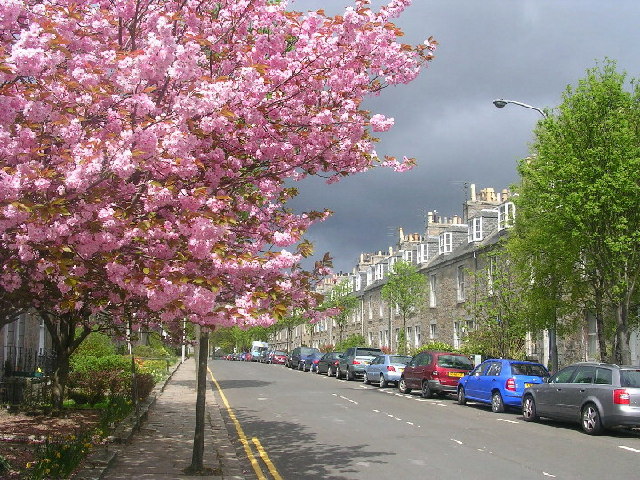 Cherry Blossom in the West End of Aberdeen