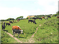SY3892 : Cattle grazing at Westhay Farm by Maurice D Budden
