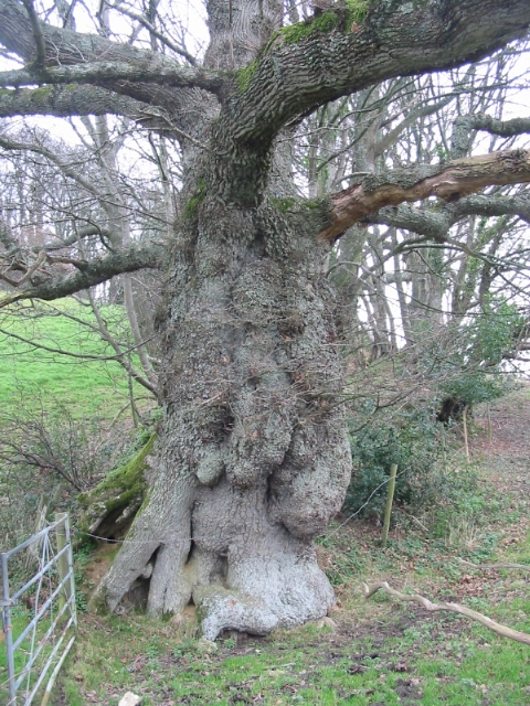 Ancient oak near Parnham