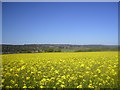 Fields of Oil Seed Rape at Maryculter