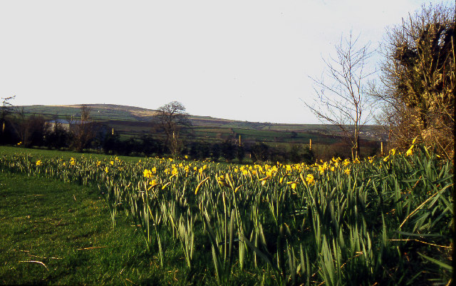 Daffodils at Tipwell