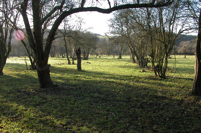 Old orchard at Suffield, near Checkley