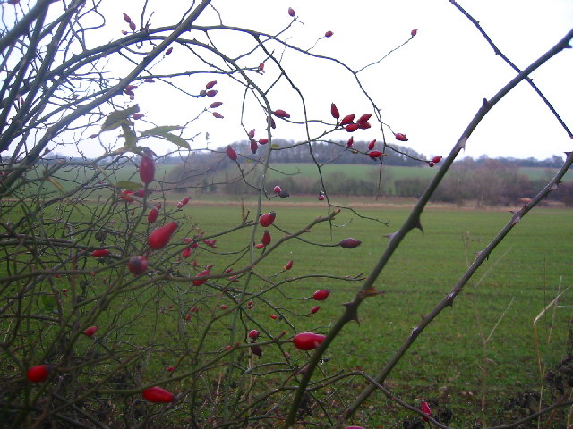 Rosehips with Barnacks Hill Wood beyond