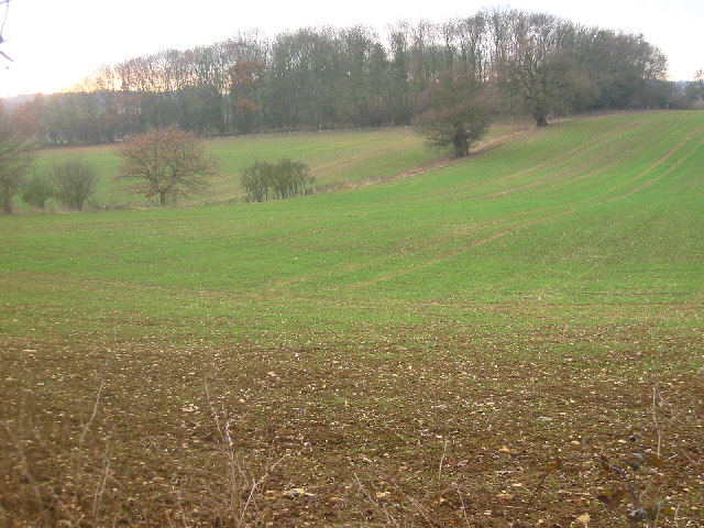 Barnacks Hill Wood