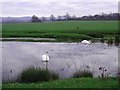 Gwernigron Pond