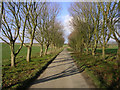 Avenue leading away from Bourne Farm