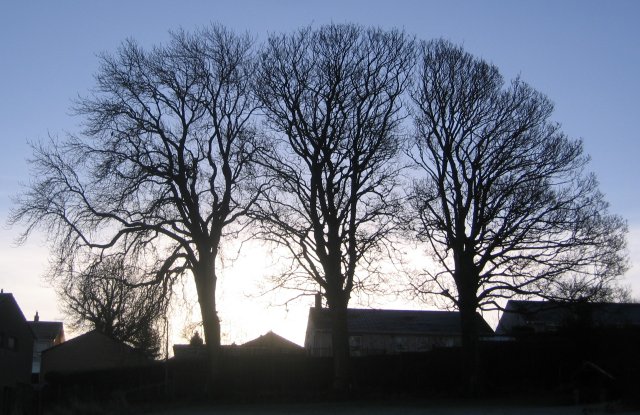 Trees in High Brigham.