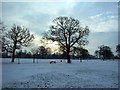 SD5321 : Winter Scene in Worden Park by Dave and Carolyn Sawyer