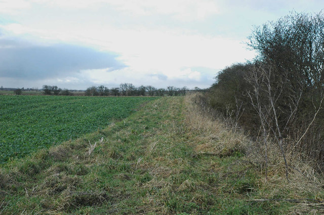 Winter hedge on The Carrs