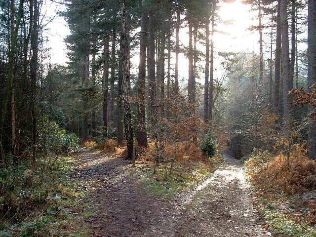 Intersection of footpaths, Deffer Wood