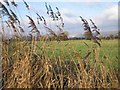 ST4647 : Reeds along a Drainage Ditch by Graham Richards