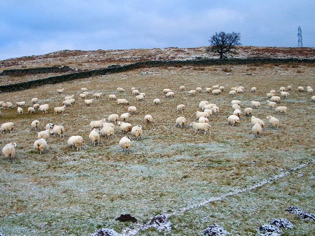 Sheep and molehills