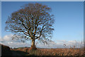 Bradninch: lane between Beacon Cross and Christ Cross