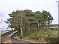 Stand of Pines Beside Calderside Road