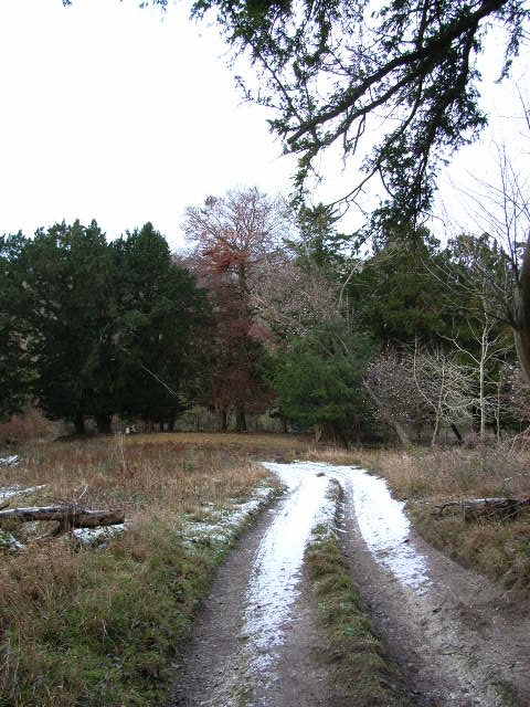 Track in Great Wood