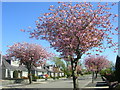 Cherry Blossom Trees in Westholme Avenue