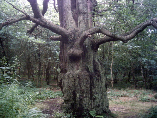 One of the many amazing trees in Sherwood Forest