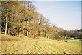 Wooded bank near Sebergham