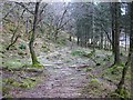 NM9244 : Woodland Path by Alan Partridge