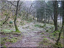 NM9244 : Woodland Path by Alan Partridge