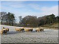 NT0060 : Sheep, near Mossend. by Richard Webb