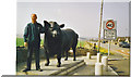 Alford, Aberdeen Angus Bull Statue