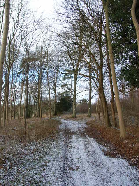 Track in Great Wood