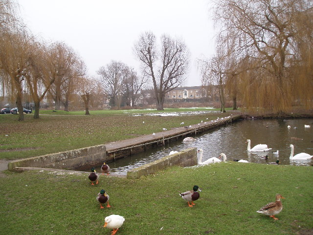 Pond near Riverside Car Park, St Neots