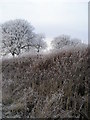 Bulrushes in winter