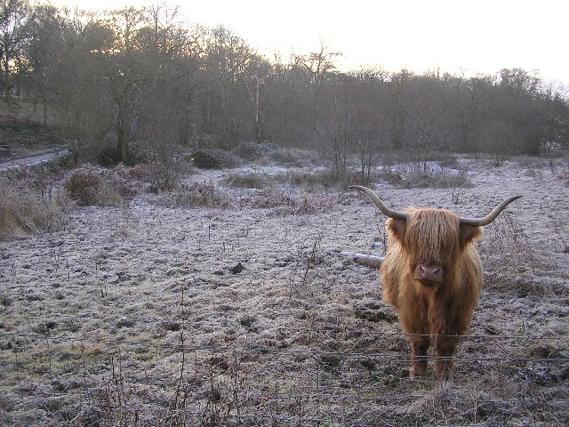Highland Cow at Critreoch, nr Loch Lomond