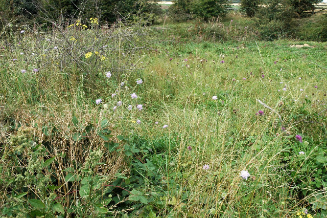 Magnesian Limestone grassland near Newthorpe