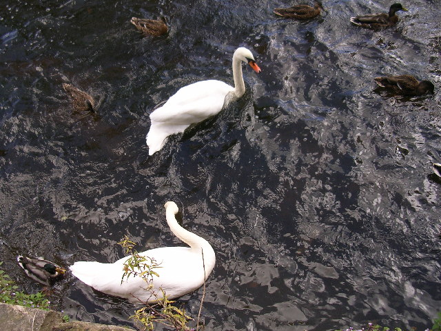 Swans on River Eden, Cupar © Donald F Berry cc-by-sa/2.0 :: Geograph ...