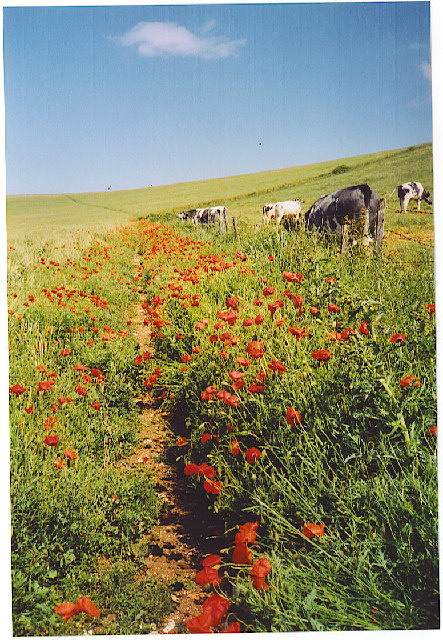 Poppies on South Downs