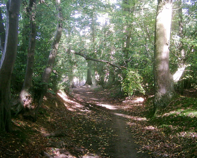 Footpath in Symondshyde Great Wood © Richard Mills Geograph Britain