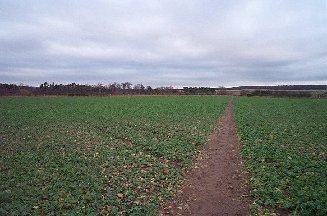 Footpath across field of kale