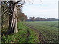 Letchmore Heath: The footpath from Patchetts Green