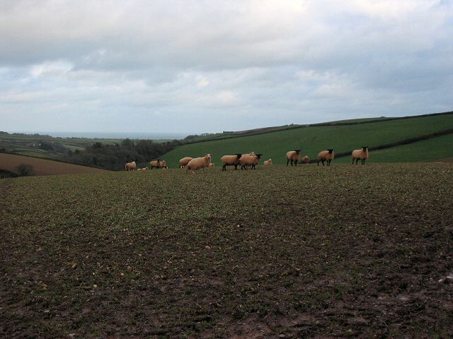 South Hams sheep