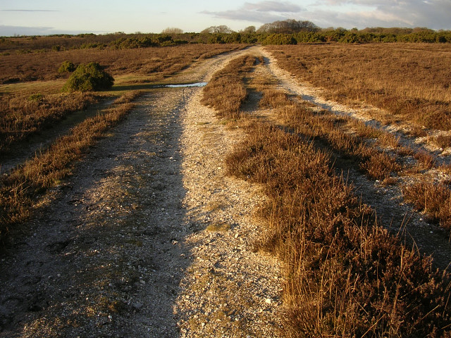 Eroded path across Setley Plain, New Forest