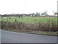 Alpacas graze in the hamlet of Stock