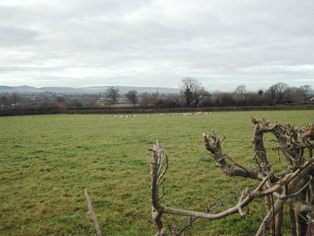 From the Wrington Road - typical farmland